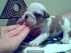 Bulldog ingles cachorros excelentes - mejor precio | unprecio.es