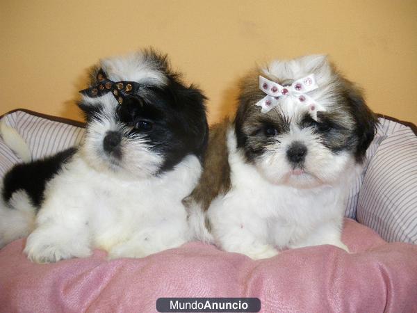 cachorritos de shih tzu 200€