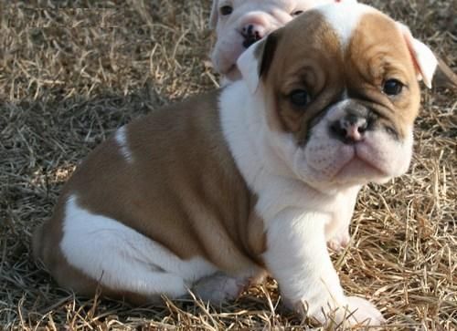 de cachorro bulldog ingles completa