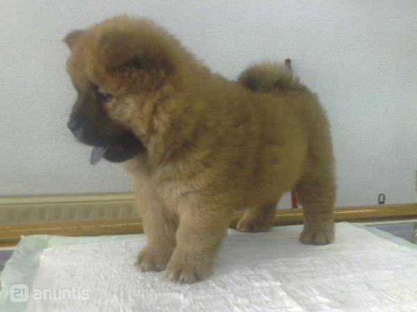 espectacular camada de chow chow, muy buena calidad en nuestros cachorros