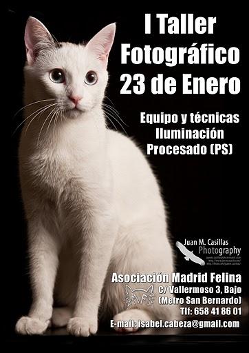 I TALLER FOTOGRÁFICO DE MADRID FELINA.