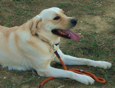 Labrador en adopción.