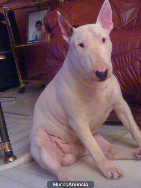 Se ofrece Bull Terrier para monta