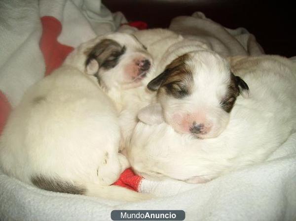 MONTAÑAS DEL PIRINEO, cachorritos machos