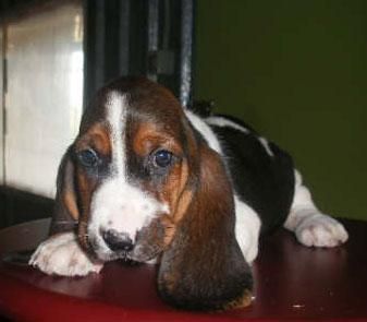 Basset hound, dos meses y a buen precio