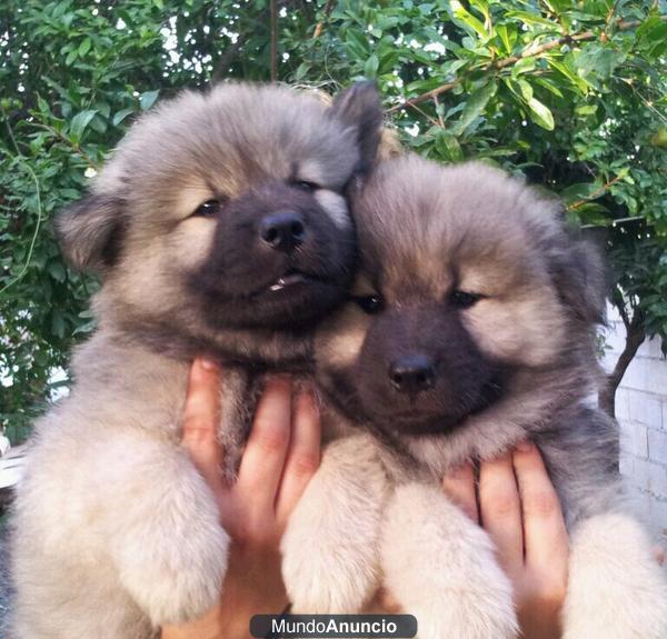 Cachorros Eurasier desde 250€