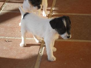 cachorros JACK RUSSELL con PEDIGREE