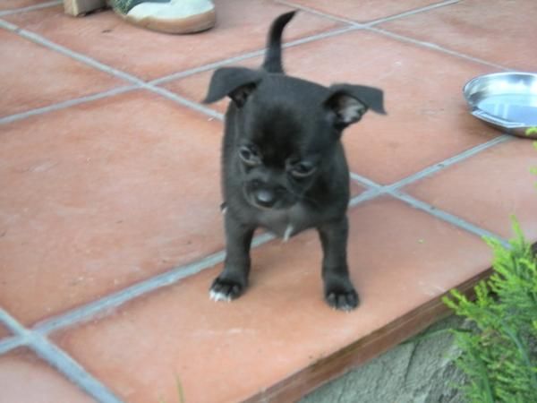 Chihuahua hembrita color negro gran calidad