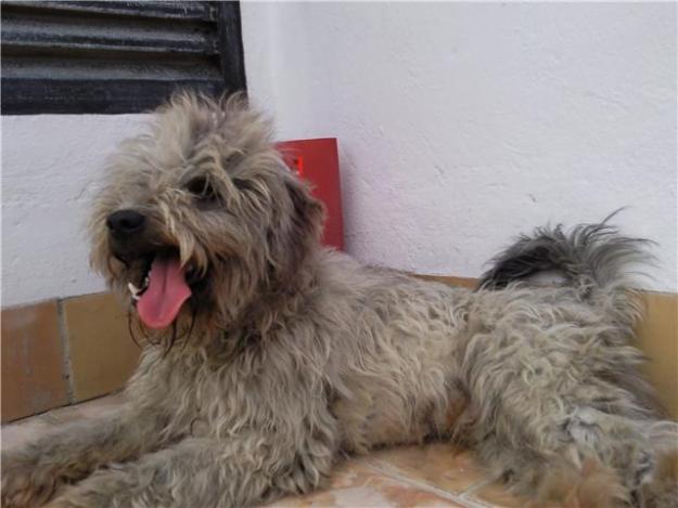 PERRO ABANDONADO BUSCA HOGAR