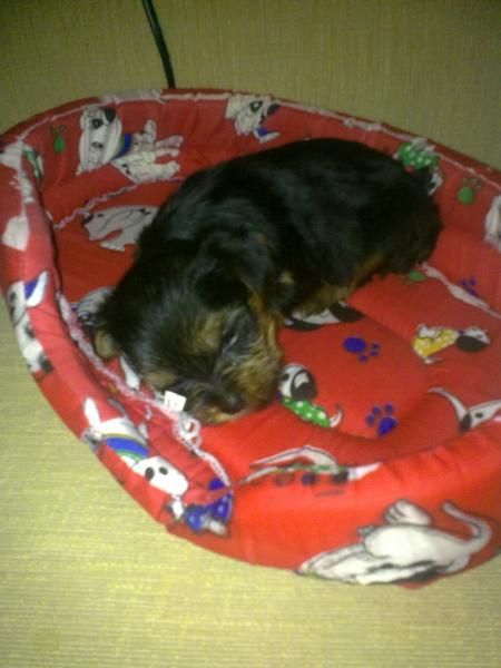 SE VENDE PRECIOSO CACHORRITO YORKI TOY CON PEDIGREE