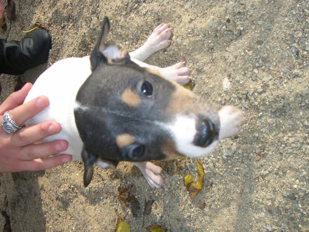 Vendo perros bodegueros de pura raza