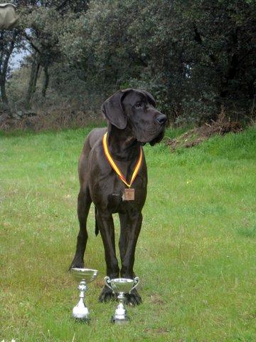 Preciosos cachorros dogo alemán