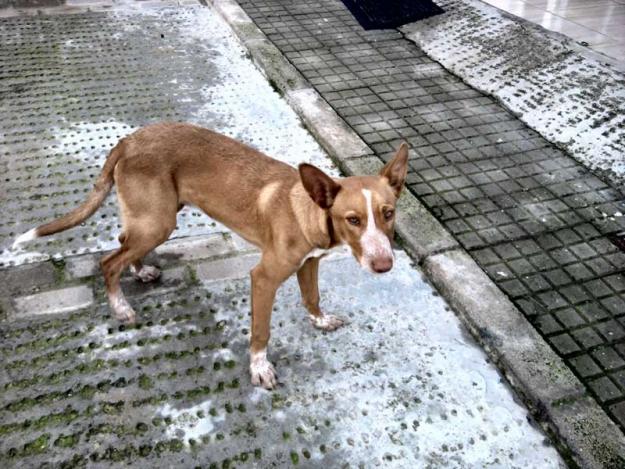 Cachorro en la calle AYUDA URGENTE