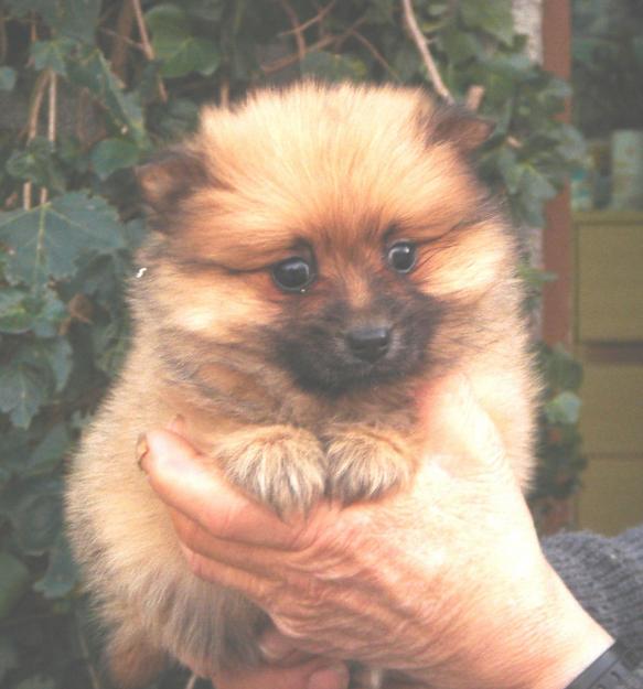 CACHORROS DE POMERANIA 450€