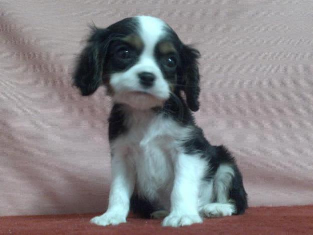 CAVALIER CACHORROS DE CALIDAD