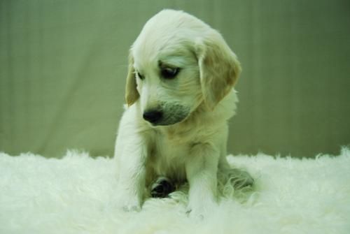 Golden Retriever Cachorros Listos para Entregar . www.animalflower.es