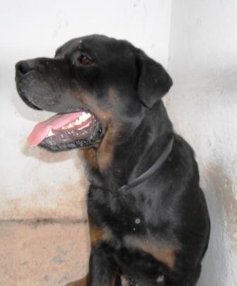 rotweiler puro, macho,  en adopcion de entre 1 o 2 años