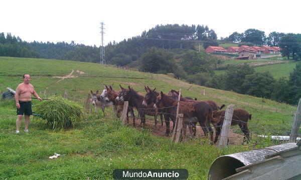 Se venden burros con crias