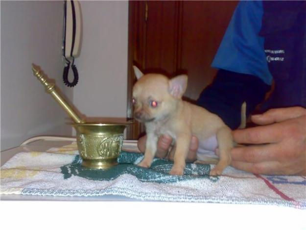 vendo chihuahuas machos hembras en varios tamaños miniaturas y superminiaturas pelo corto