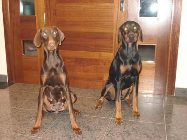 VENDO DOBERMANS NEGROS Y MARRONES  QUE NACERAN EL 25 DE DICIEMBRE MAS O MENOS