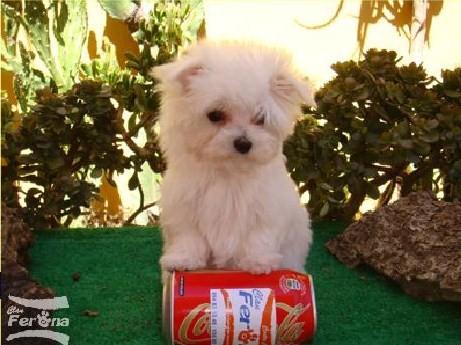 VENDO WESTIES,YORKSHIRES,MALTESES Y MUCHO MAS...