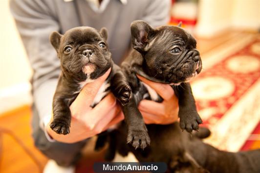 Regalo  Cachorros bulldog francés