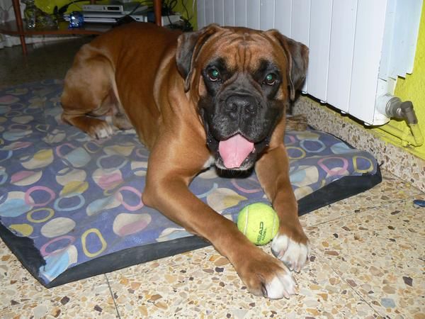 Boxer para montas