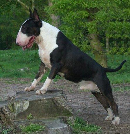 Bull Terrier