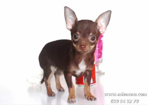 CHIHUAHUAS TOY EN VENTA, ULTIMA CAMADA CAMBANUS, ENVIAMOS CONTRAREEMBOLSO A TODA ESPAÑA