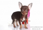 CHIHUAHUAS TOY EN VENTA, ULTIMA CAMADA CAMBANUS, ENVIAMOS CONTRAREEMBOLSO A TODA ESPAÑA - mejor precio | unprecio.es