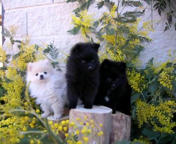 POMERANIA NEGRO Y NEGRO CON BLANCO