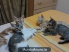 REGALO DOS LINDOS GATITOS - mejor precio | unprecio.es