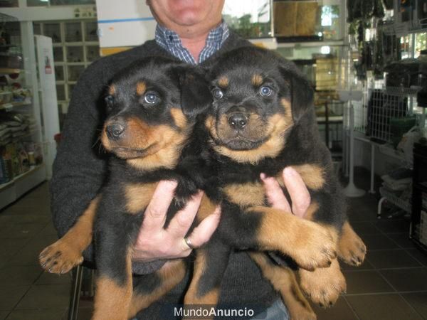 ROTTWEILER A 350 EUROS PRECIOSOS