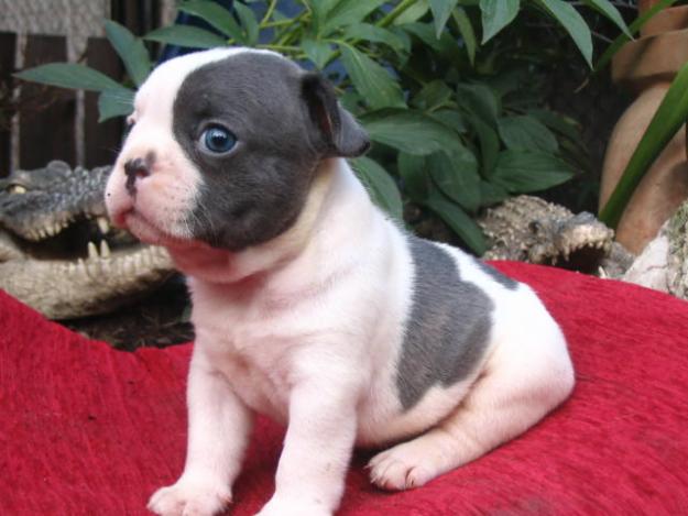 Amorosa cachorros de raza bulldog francés para dar