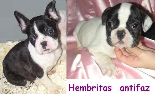 Bulldogs Fr. Belliiisimos de lujo para concursos 440€