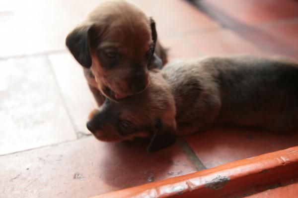 CACHORROS TECKEL PELO CORTO