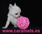 Chihuahuas de "Caramels", especialistas en Toys - mejor precio | unprecio.es