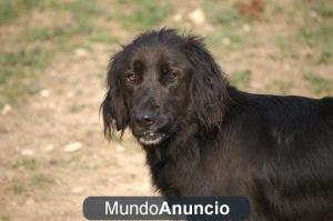 DAP CRUCE LABRADOR Y SETTER