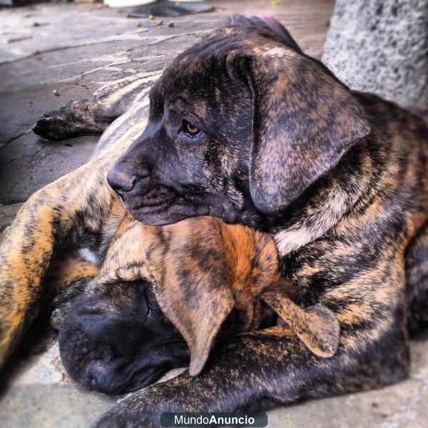 DOGOS CANARIOS (PRESAS CANARIOS)