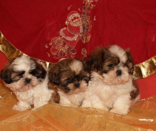 Impresionantes Shih-tzu, el cachorro que buscabas