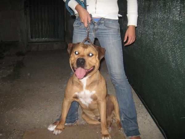 pitbull en venta