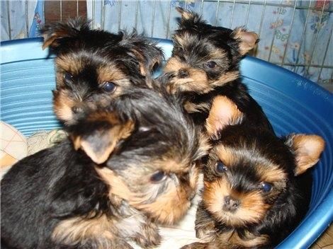 Regalamos cachorros lindos-Yorki ,para gente amante de animales