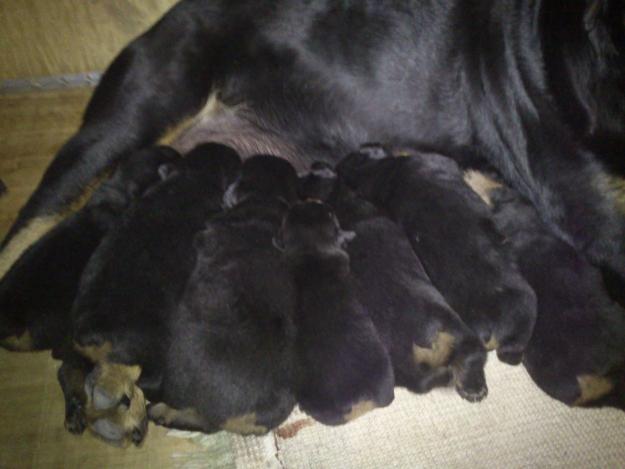 Vendo rottweiler puros a buen precio