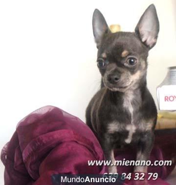 VENTA CHIHUAHUAS ENANOS DE PATITA CORTA Y CABEZA DE MANZANA(sábado, 05 de mayo)