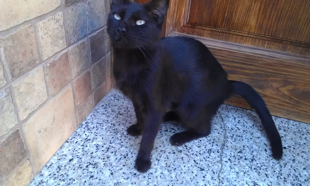 Gata África, panterita estaba en la calle