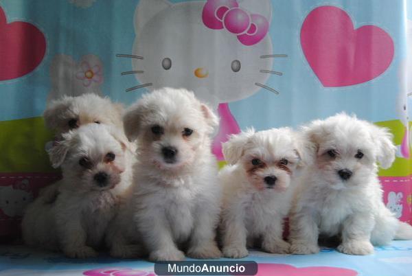 BICHON MALTES  LINEA AMERICANA, LOE 450€