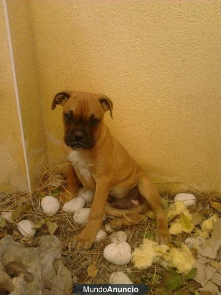 boxer dorados atigrados  y blancos