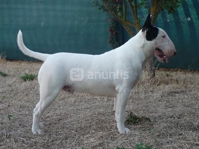 Bull terrier standar en valladolid