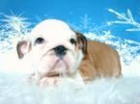 Bulldog Inglés cachorros listos para la Navidad -150E - mejor precio | unprecio.es