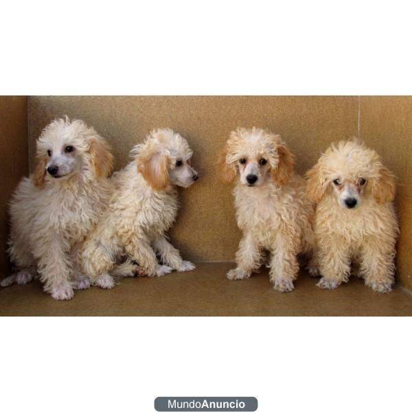 Cachorros de Caniches color crema, 200€